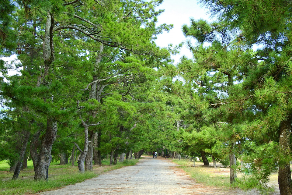 天橋立松並木